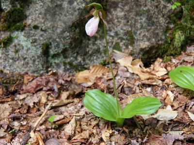 [A flower with a teardrop pink petal at the top of a very thin stem.]